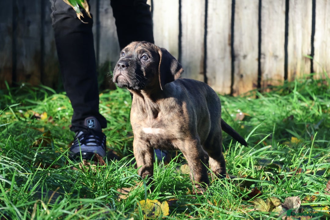 Presa Canario dogs for sale: Presa canario puppies (recognised breeder) - Image 21
