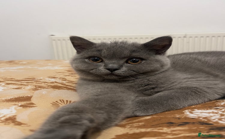 British Shorthair cats - Advert 9
