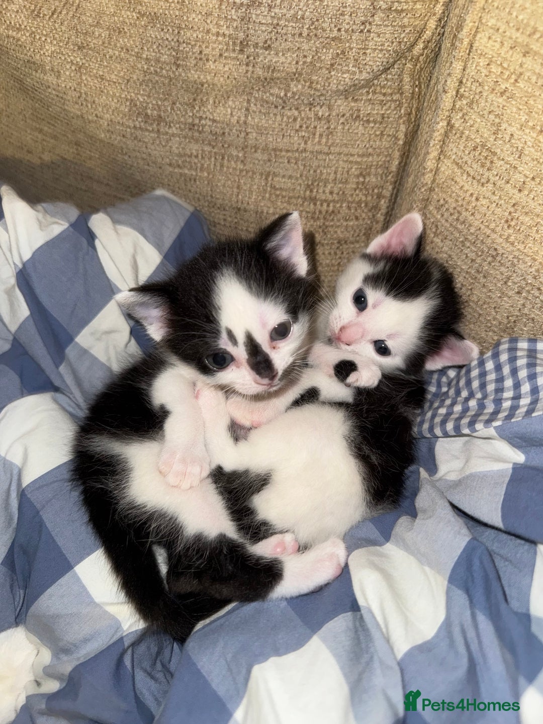 Domestic Shorthair cats for sale: Playful domestic shorthair kitten  - Image 7