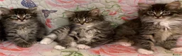 Maine Coon cats for sale: Maine Coon Absolutely Beautiful Kittens For Sale  - Advert 2