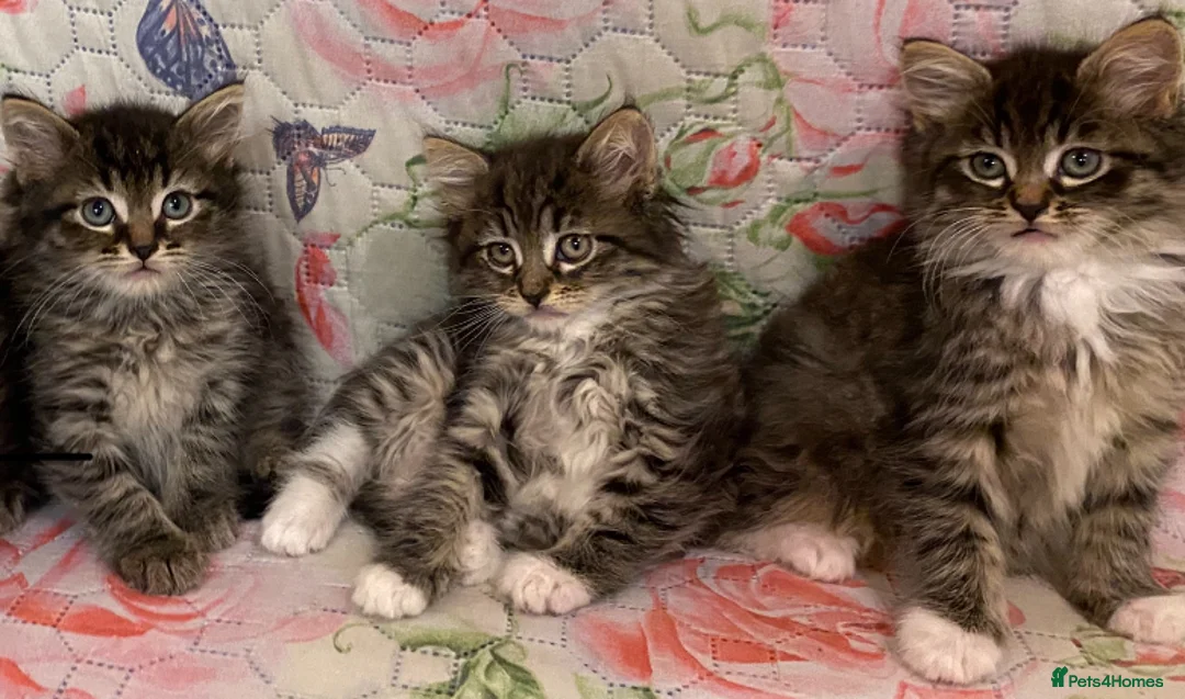 Maine Coon cats for sale: Maine Coon Absolutely Beautiful Kittens For Sale  - Advert 2