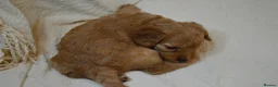 Cockapoo dogs for sale: Cockapoo Puppies - 3 Boys & 3 Girls in Benfleet - Advert 24