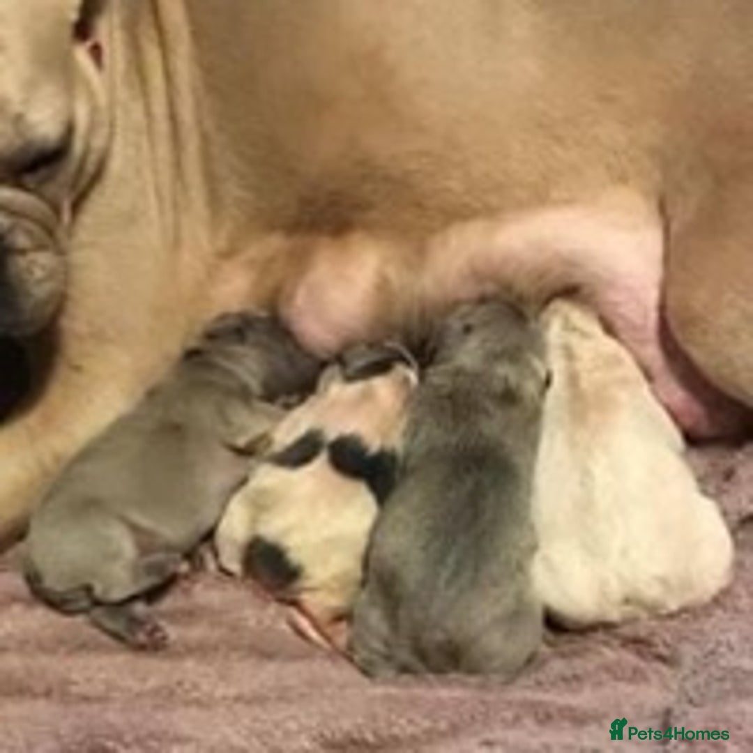 French Bulldog dogs for stud: Kc reg rare markings in Peterborough - Advert 10