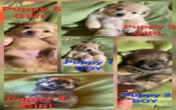 Pomsky dogs for sale: Amazing pomsky puppies - Advert 2