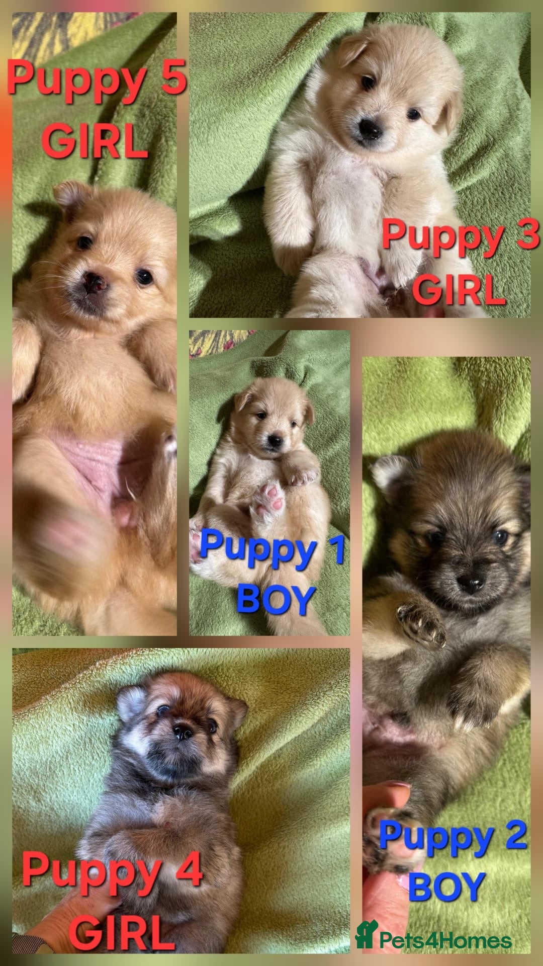 Pomsky dogs for sale: Amazing pomsky puppies - Advert 2