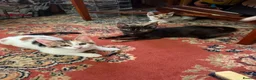 Mixed Breed cats for sale: 4 Beautiful Kittens in Erith - Advert 4