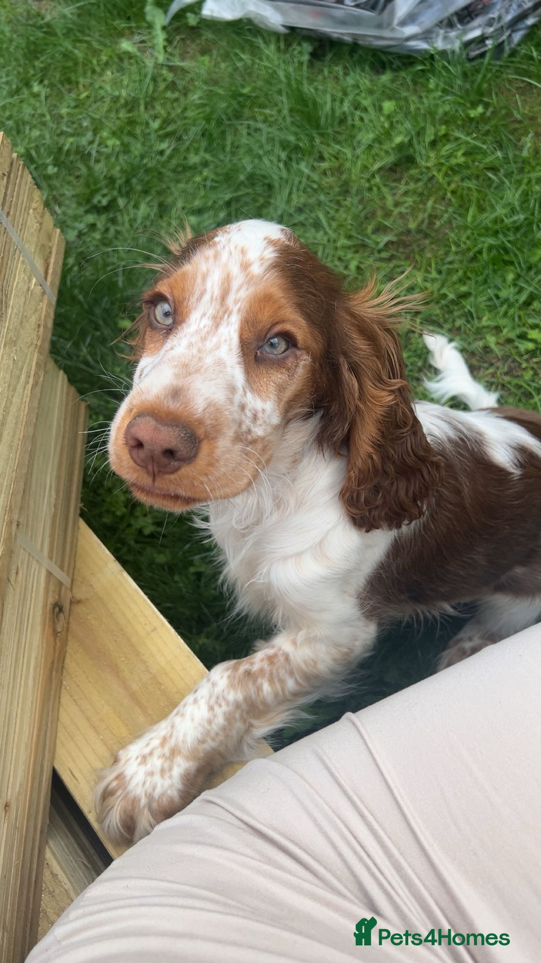 Cocker Spaniel dogs for sale: Show Cocker Spaniel  - Image 2