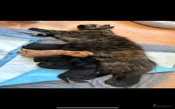 British Shorthair cats for sale: 4 kittens is looking for a loving home in Burton-on-Trent - Image 16
