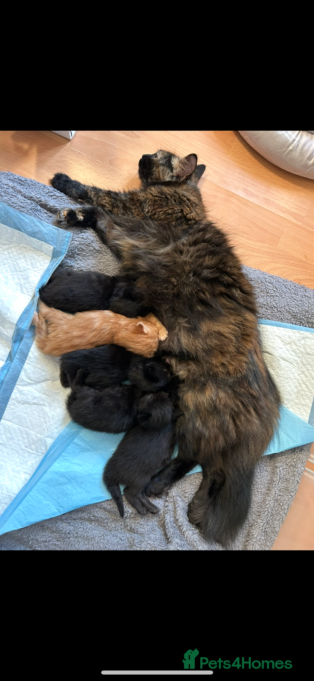 British Shorthair cats for sale: 4 kittens is looking for a loving home in Burton-on-Trent - Image 16