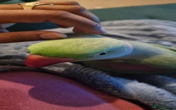 Parrots birds for sale: Loving Home Needed For A Friendly Alexandrine Boy - Image 2