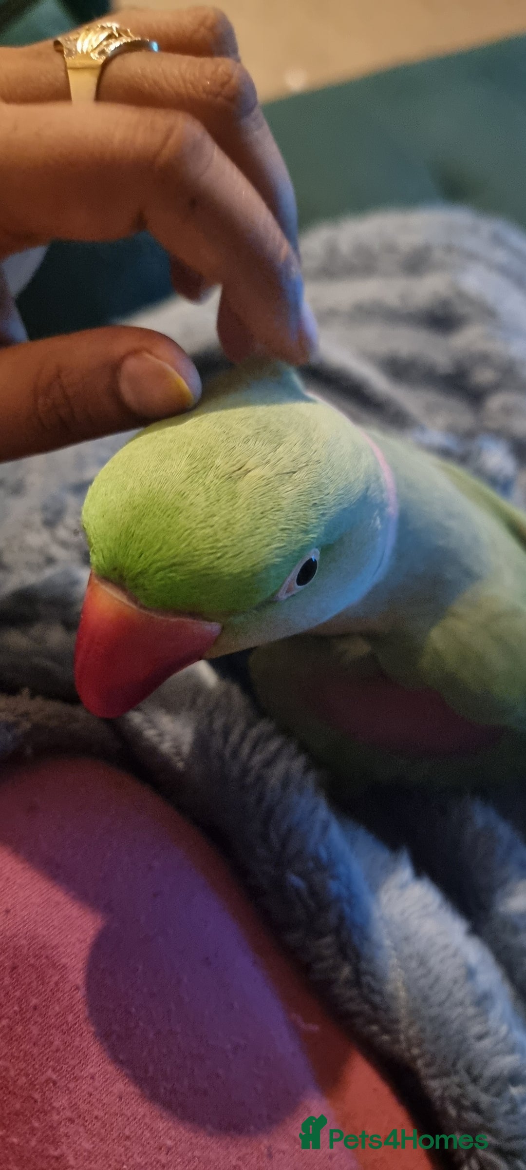 Parrots birds for sale: Loving Home Needed For A Friendly Alexandrine Boy - Image 2