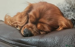 Cavalier King Charles Spaniel dogs for sale: 2 Cavalier sisters 3 years old  - Image 2