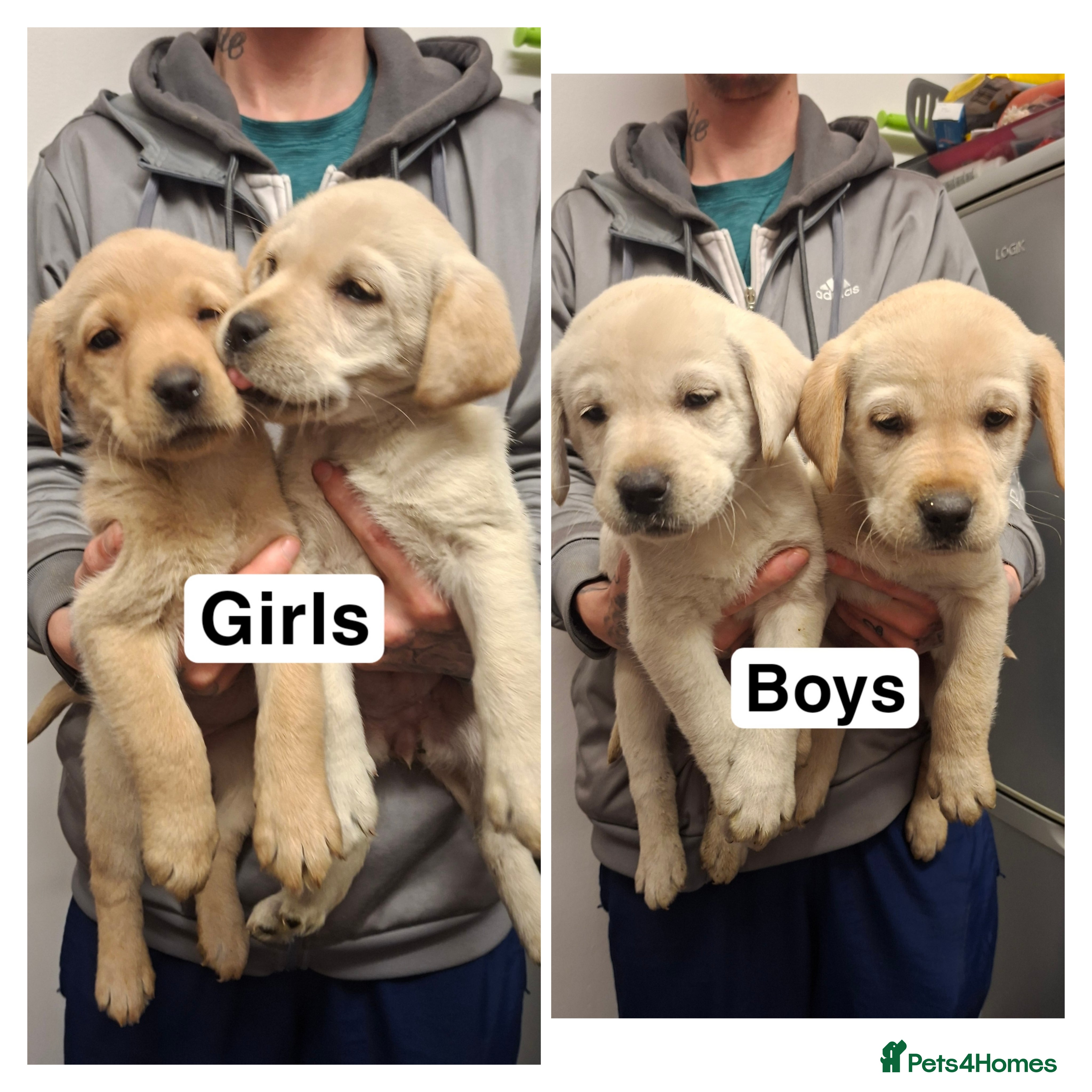 Labrador Retriever dogs Pedigree Labrador Golden Puppies - Advert 1