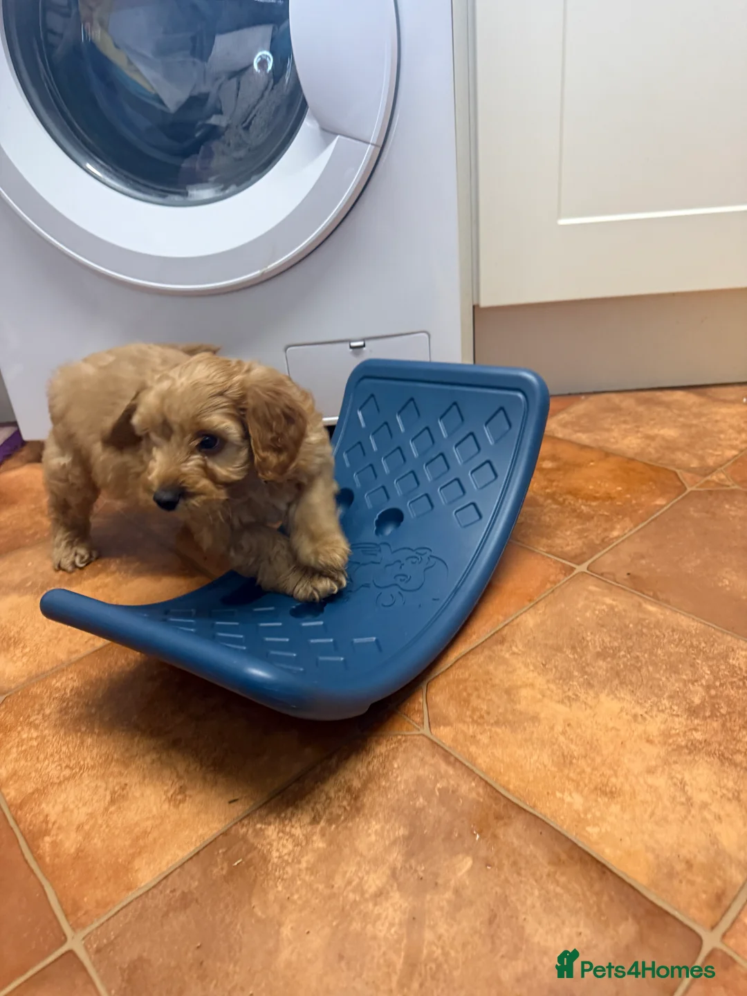 Cockapoo dogs for sale: Beautiful Health Tested Cockapoo Puppies - Advert 13