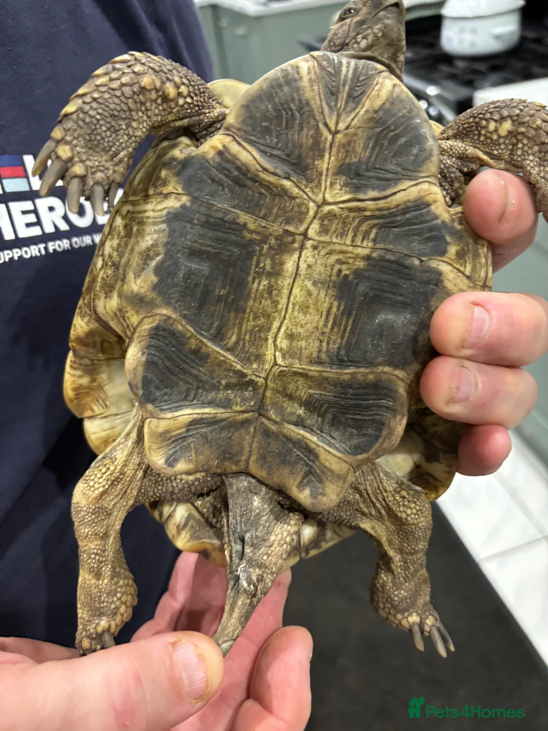 Tortoise reptiles for sale: Three tortoises  - Advert 2