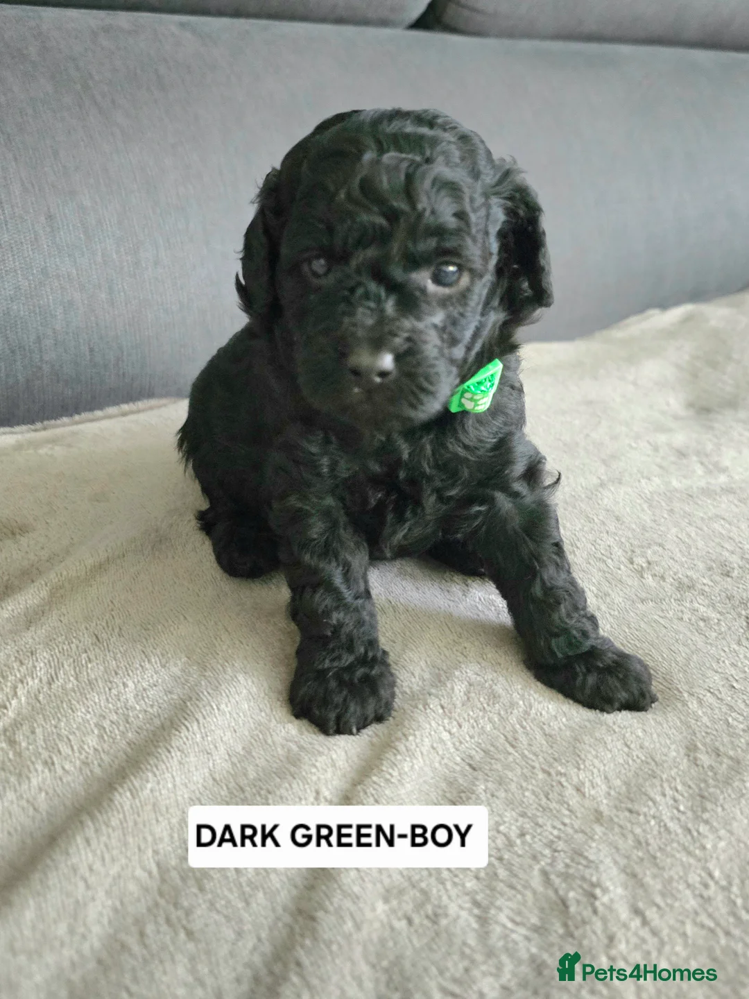 Toy Poodle dogs for sale: BEAUTIFULL BLACK TOY POODLES  - Advert 38