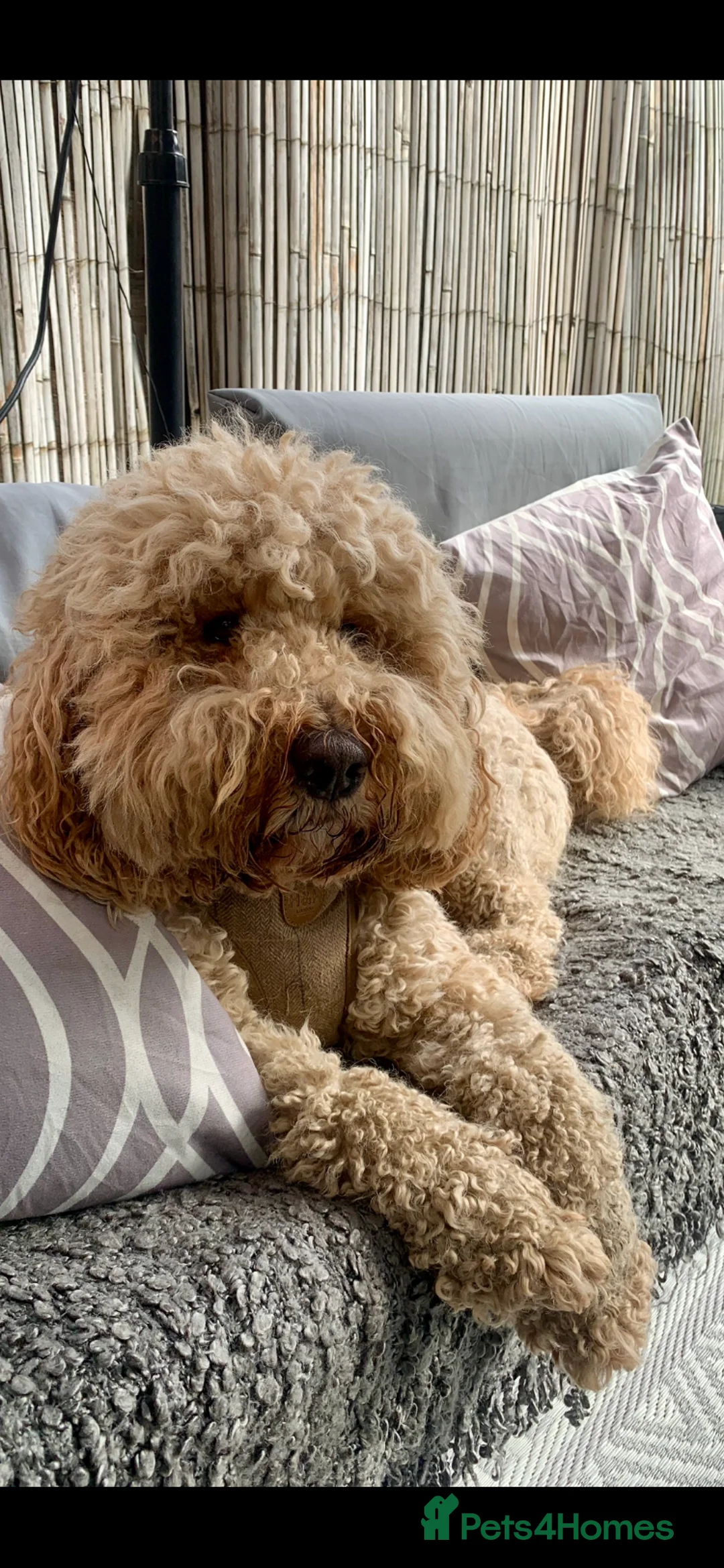 Labradoodle dogs for stud: Proven Extensive DNA health checked Stud in Warrington - Advert 6