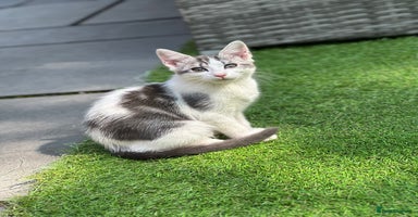 Mixed Breed cats - Advert 6