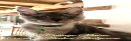 Maine Coon cats for sale: 🐾 Exceptional TICA Registered Maine Coon Kittens in Skegness - Advert 21