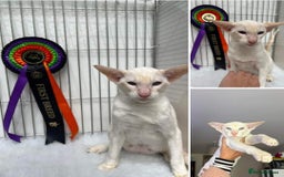 Siamese cats for sale: Pedigree Registered Siamese - 1 Girl remaining ♡ - Image 12