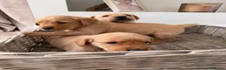 Goldador dogs for sale: Goldador puppies  - Advert 8