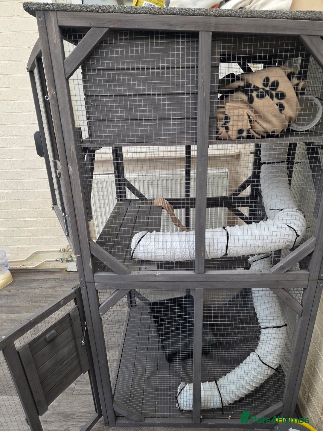 Ferret rodents for sale: Full ferret  set up  - Image 5
