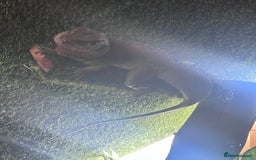 Lizard reptiles for sale: Chinese water dragon  - Image 2