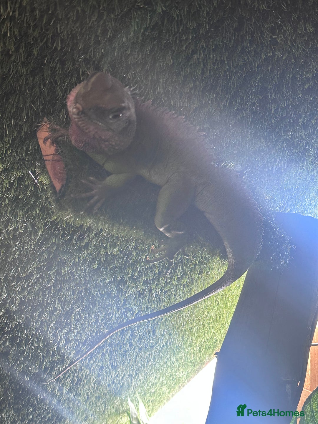 Lizard reptiles for sale: Chinese water dragon  - Image 2