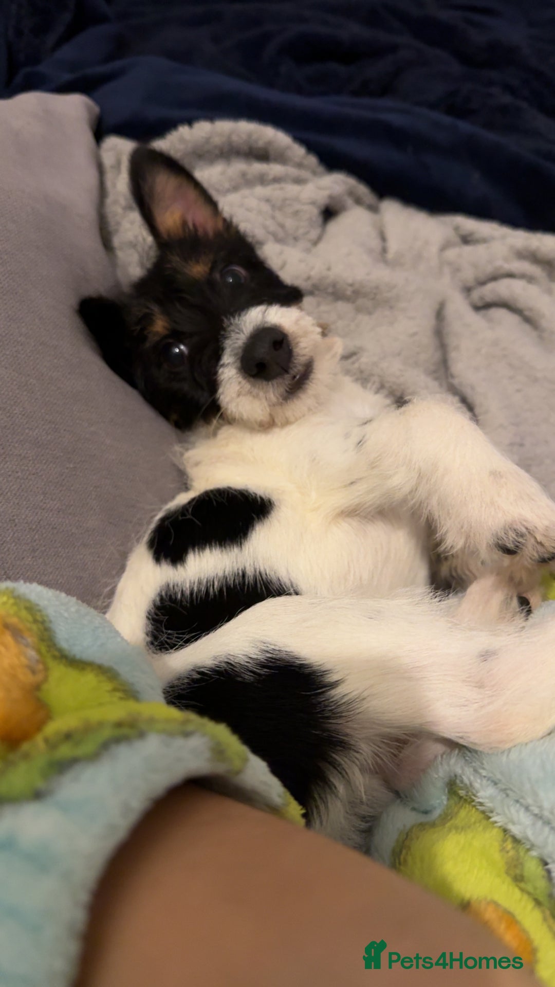 Jack Russell dogs for sale: Maxie Moo - Advert 3