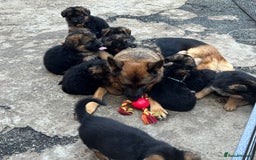 German Shepherd dogs for sale: German Shepherd Puppies  - Image 6