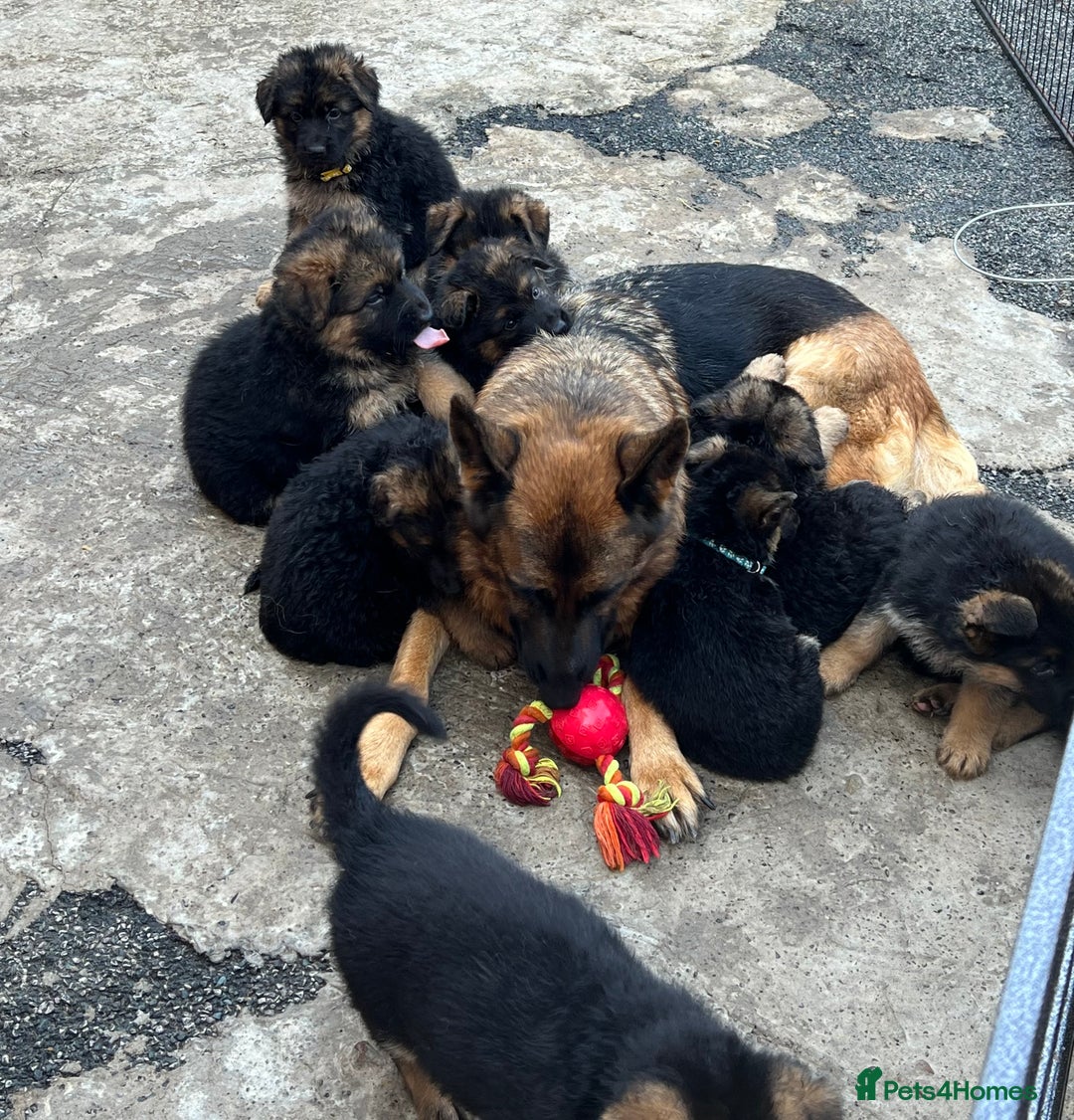 German Shepherd dogs for sale: German Shepherd Puppies  - Image 6