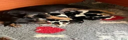 Jack Russell dogs for sale: Beautiful litter of Jack Russel puppies  in Milnthorpe - Advert 8