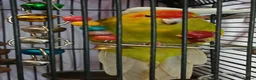Parakeets birds for sale: Kakariki hens kakariki hen - Advert 11