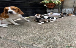 Beagle dogs for sale: Beagle puppies ready soon💕 - Image 14