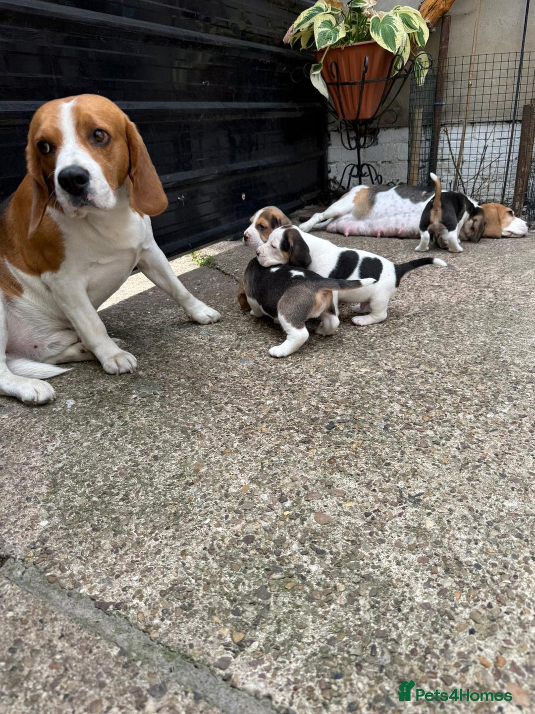 Beagle dogs for sale: Beagle puppies ready soon💕 - Image 14