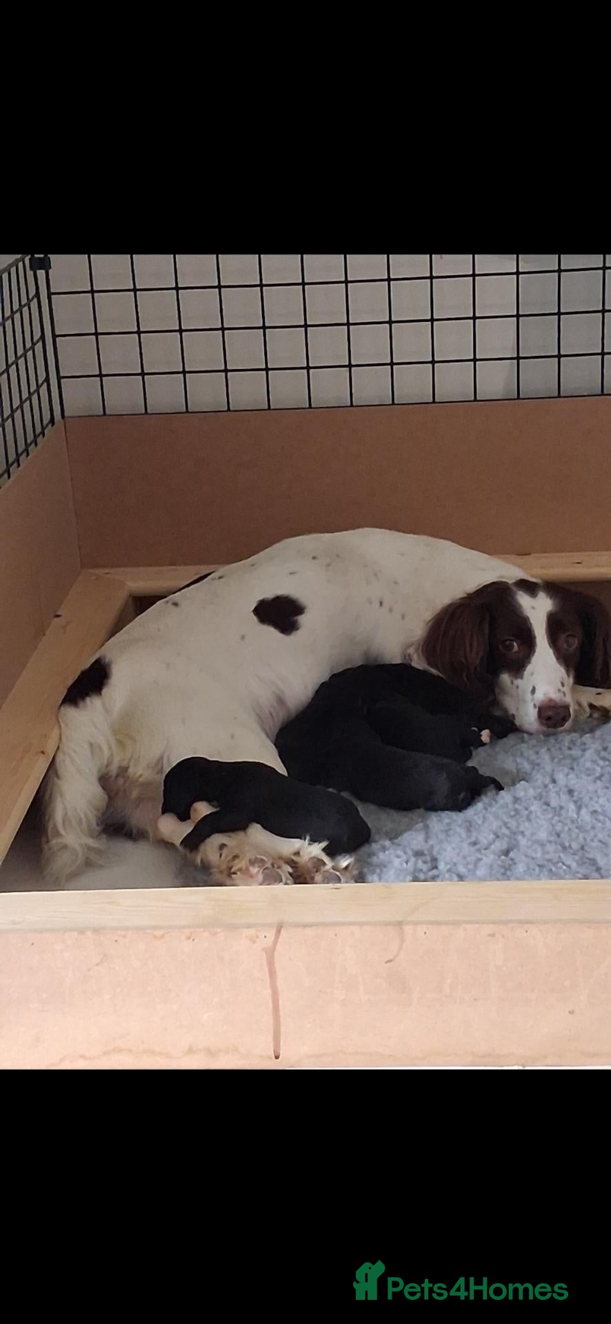Mixed Breed dogs 5 beautiful springerpoo puppies - Advert 12