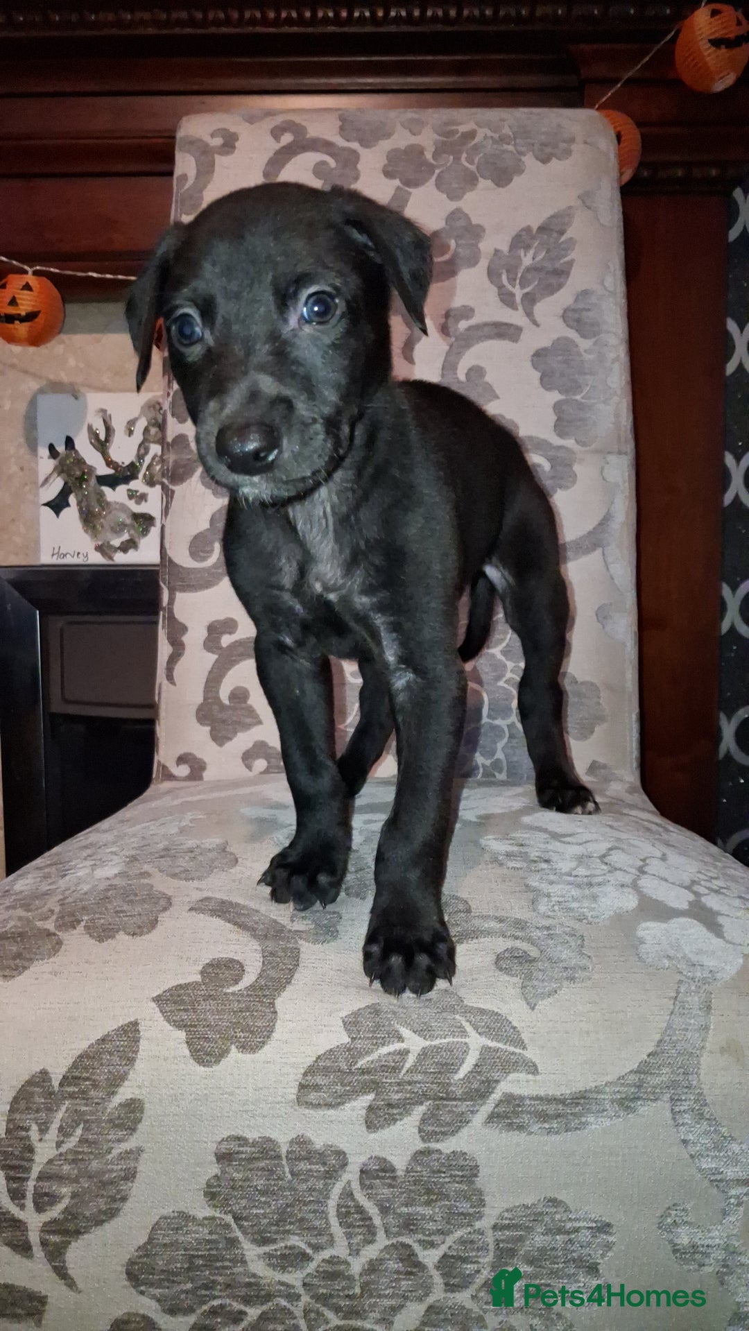 Lurcher dogs for sale: Male Lurcher Pup - Advert 4