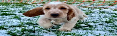 Cocker Spaniel Puppy 1