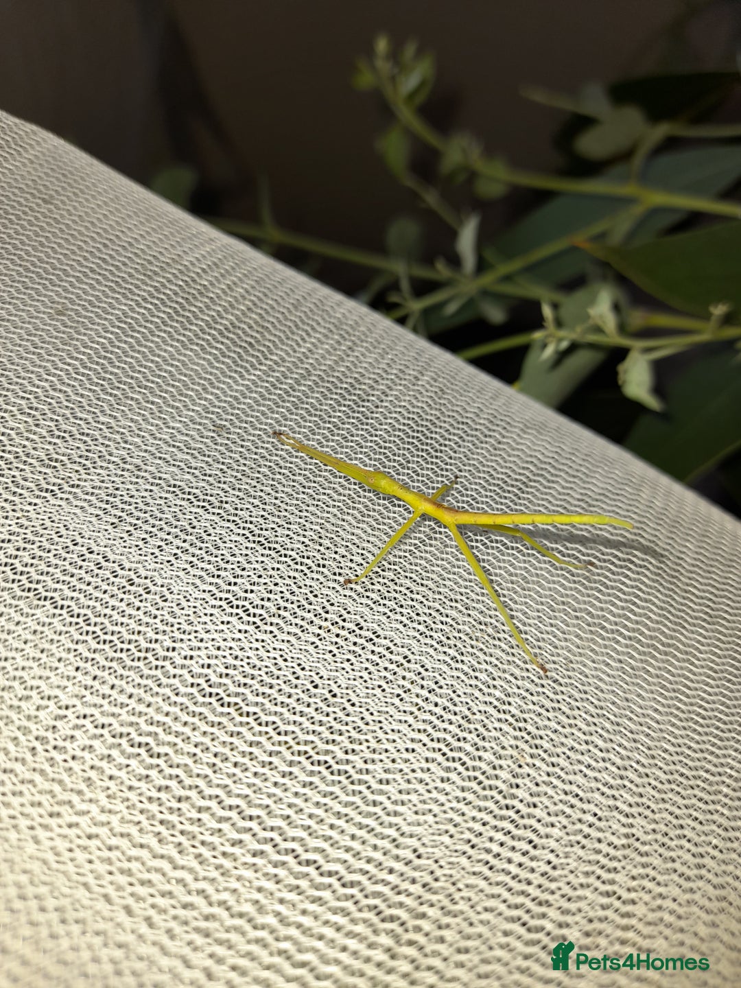 Stick Insects invertebrates for sale: Pink winged stick insect  - Advert 6