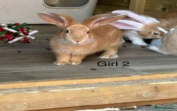 Continental Giant rabbits for sale: READY NOW - 3 Continental Giant Does  - Image 3