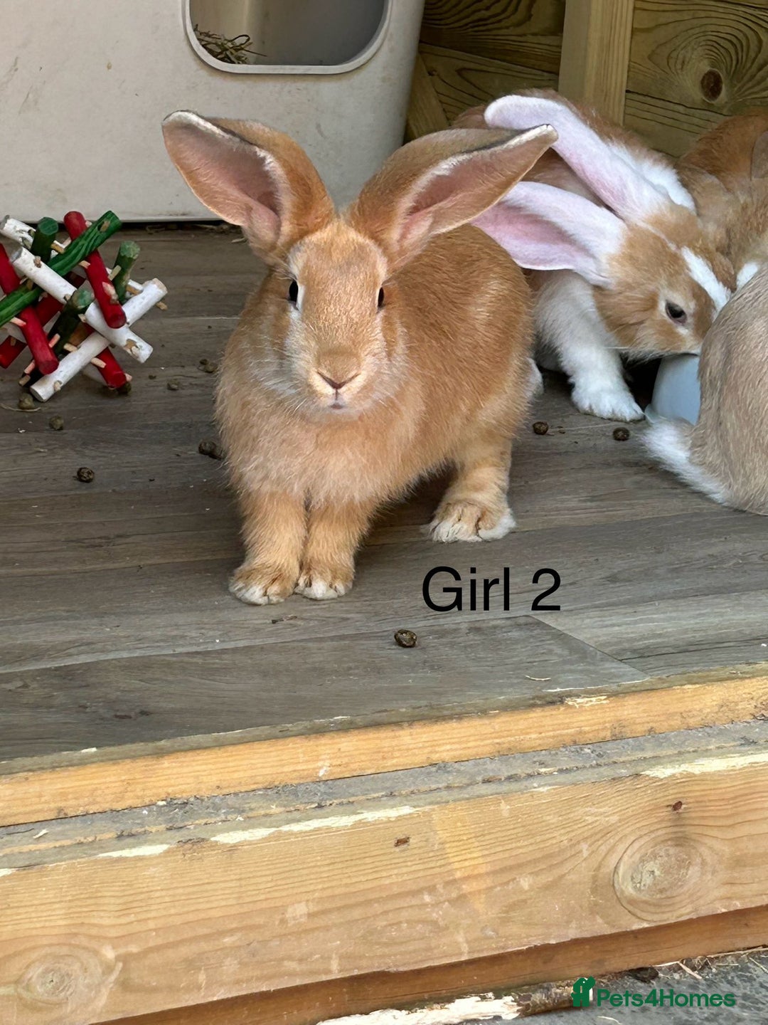 Continental Giant rabbits for sale: READY NOW - 3 Continental Giant Does  - Image 3