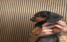 Dachshund dogs for sale: Dachshund Puppies for sale  - Image 12