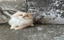 British Shorthair cats for sale:  🦁 Stunning Registered BSH /BLH Champion Lines 🦁 - Image 18