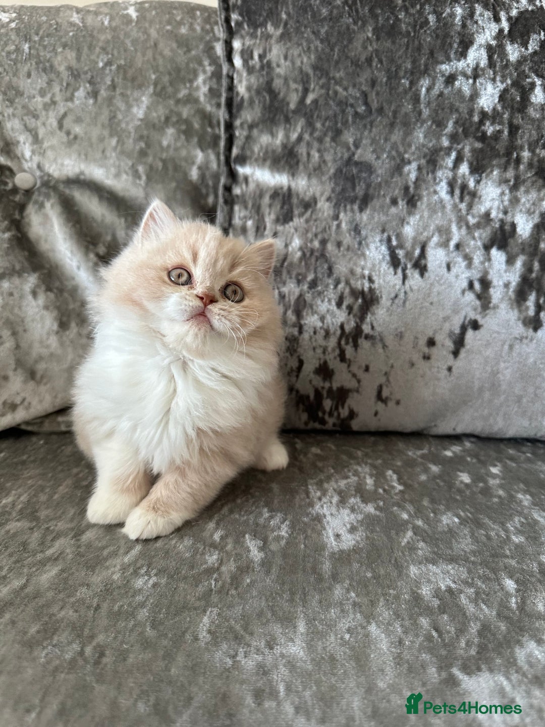 British Shorthair cats for sale:  🦁 Stunning Registered BSH /BLH Champion Lines 🦁 - Image 18
