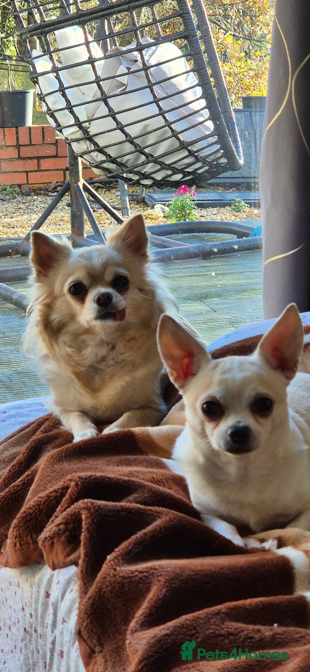 Chihuahua dogs for sale: Cute chihuahua girls - Advert 4