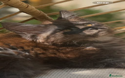 Maine Coon cats for sale: Stunning Black Smoke TiCA kittens  - Image 2