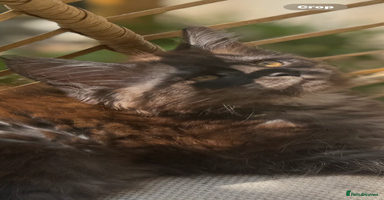Maine Coon cats - Advert 5