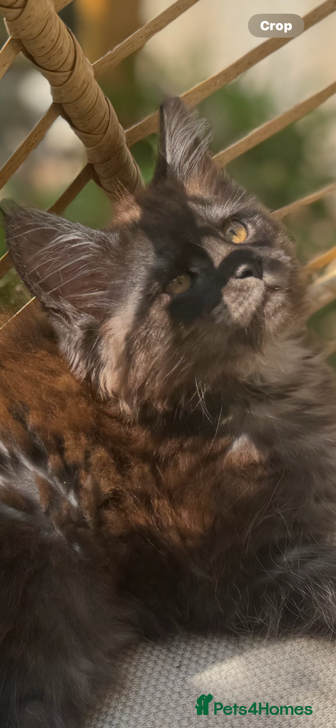 Maine Coon cats for sale: Stunning Black Smoke TiCA kittens  - Image 2