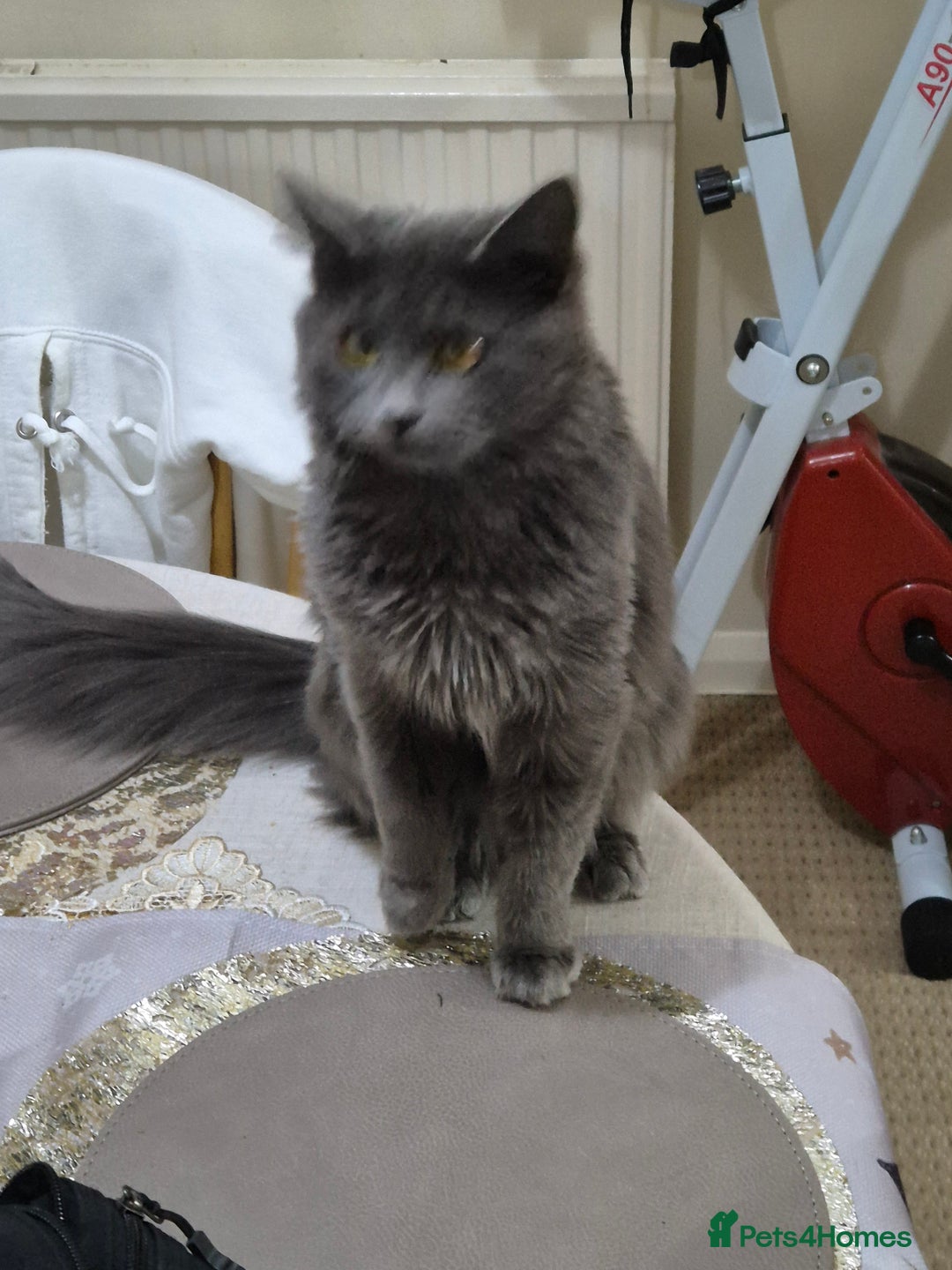 Mixed Breed cats for sale: Lips and tips - Advert 3