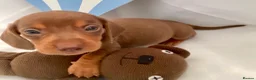 Miniature Dachshund dogs for sale: PRA Clear miniature dachshund puppies  - Advert 4